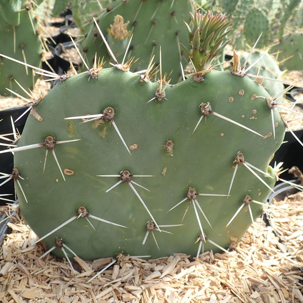 Opuntia discata - Prickly Pear