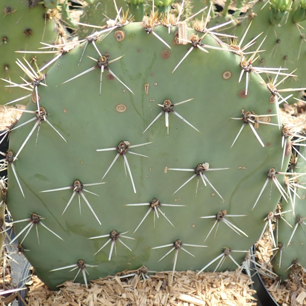 Opuntia discata - Prickly Pear