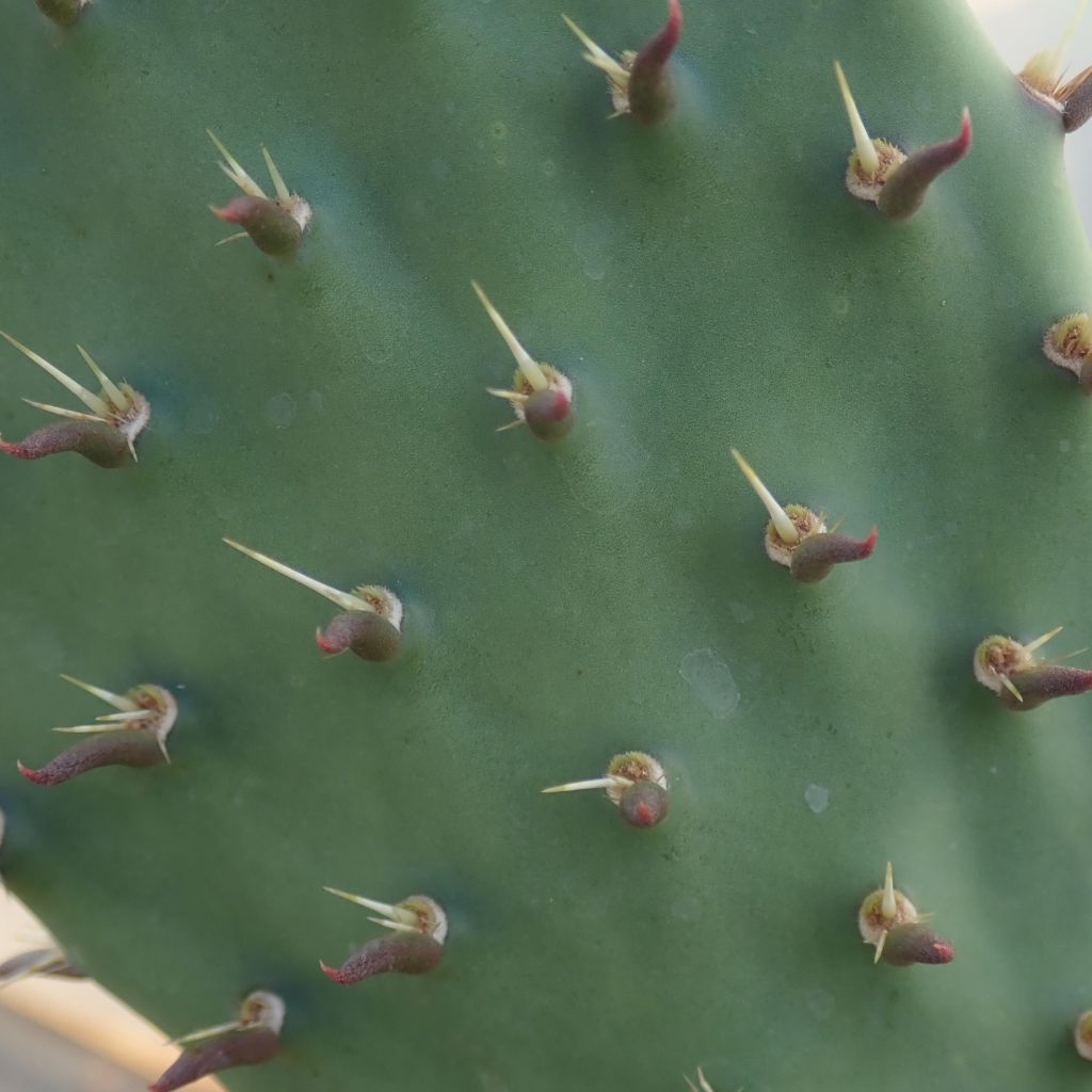 Opuntia dulcis - Prickly Pear