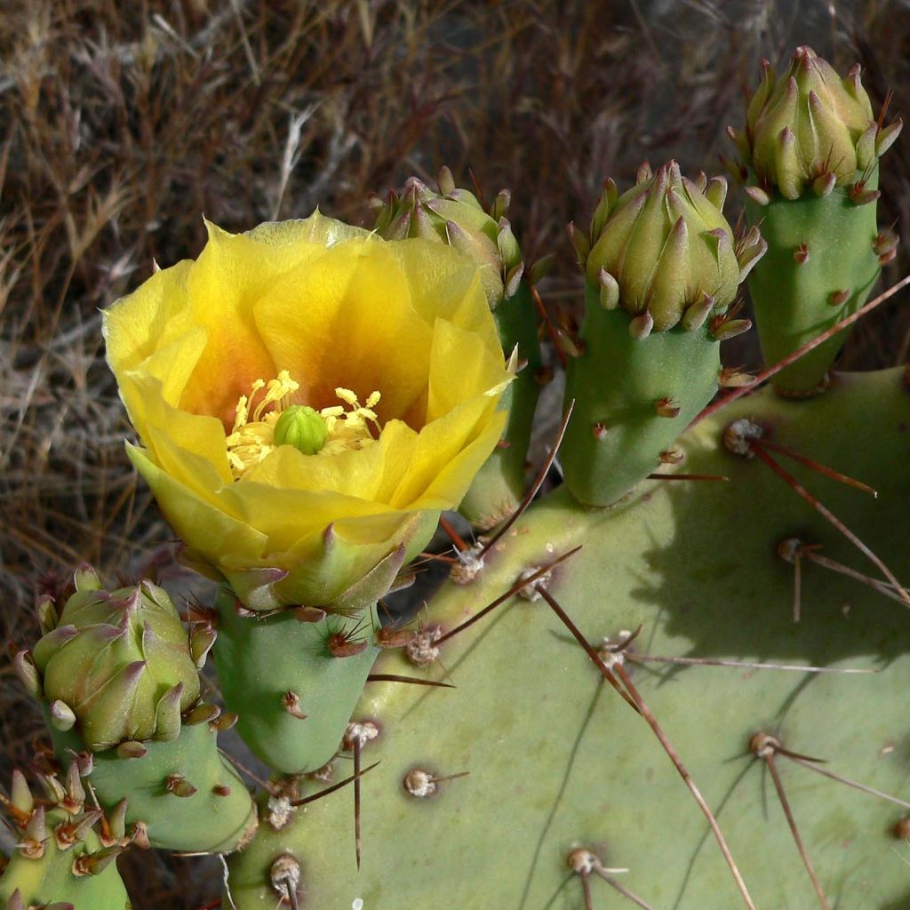 Opuntia engelmannii - Prickly Pear