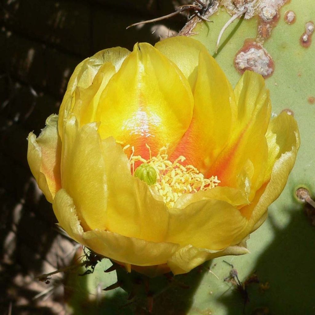 Opuntia engelmannii - Prickly Pear