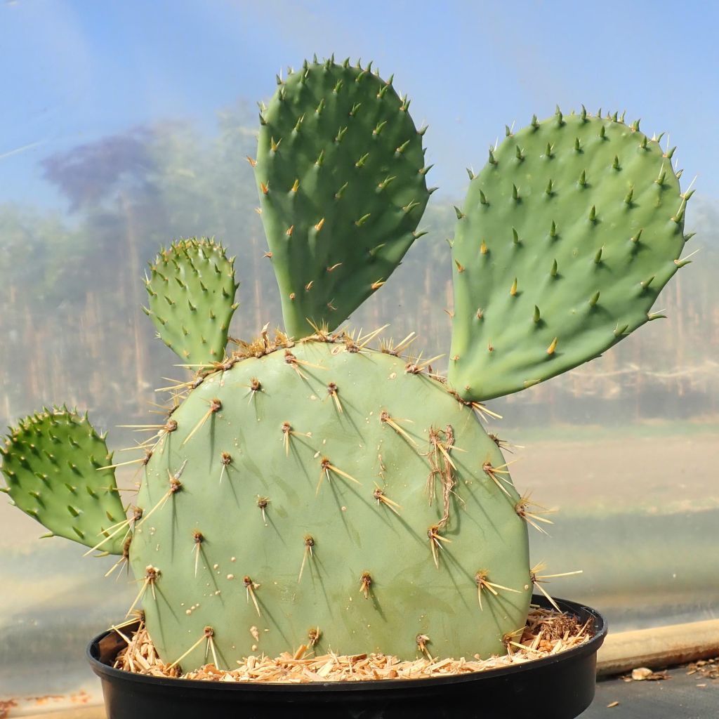 Opuntia engelmannii var. rastrera - Prickly Pear