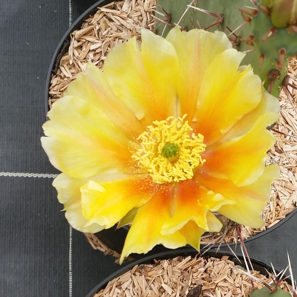 Opuntia engelmannii var. rastrera - Prickly Pear