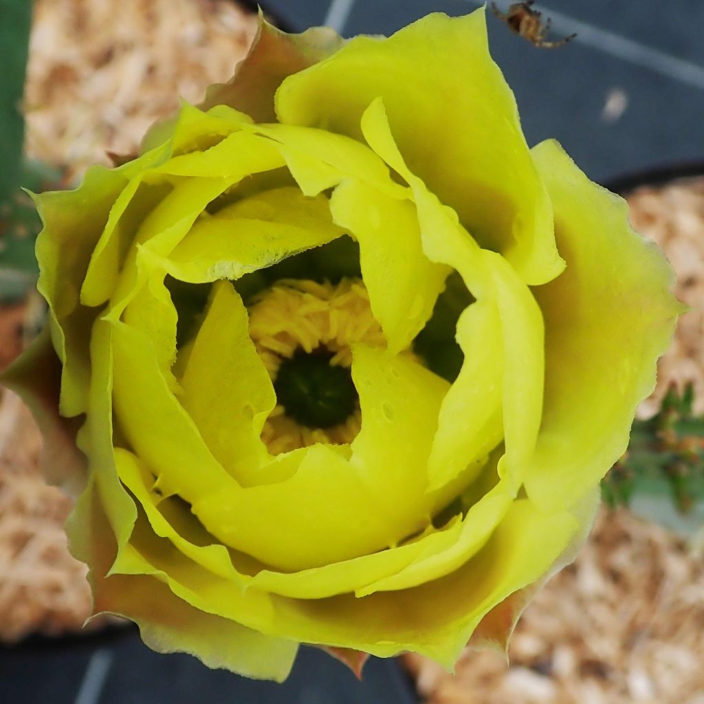 Opuntia engelmannii var. rastrera - Prickly Pear