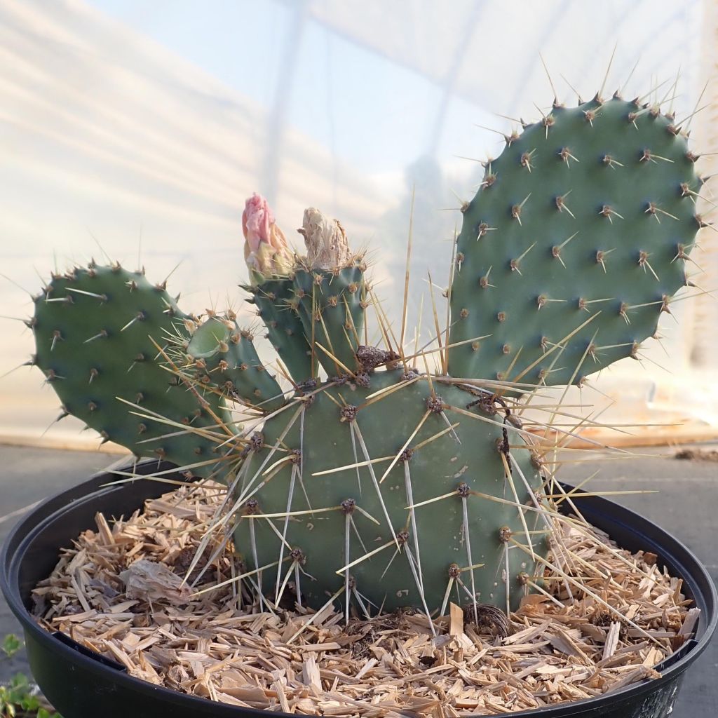 Opuntia howeyi - Prickly Pear