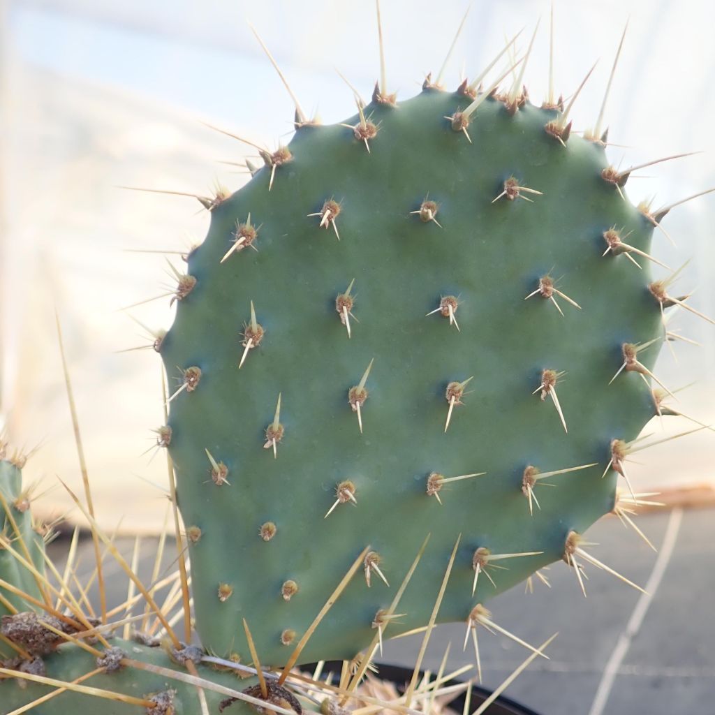 Opuntia howeyi - Prickly Pear