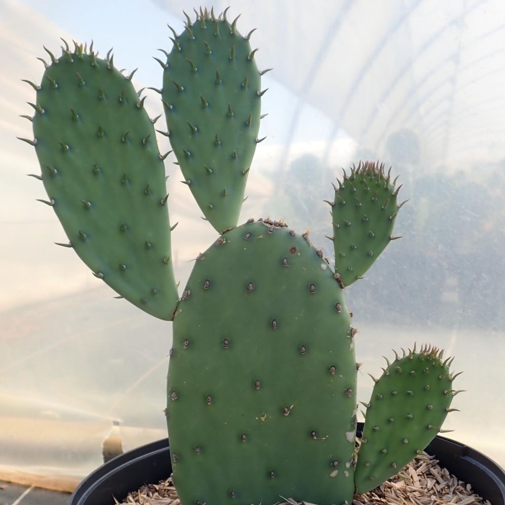 Opuntia laevis - Prickly Pear