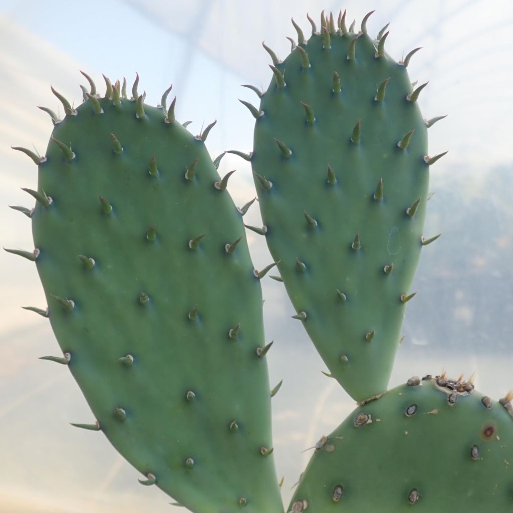 Opuntia laevis - Prickly Pear