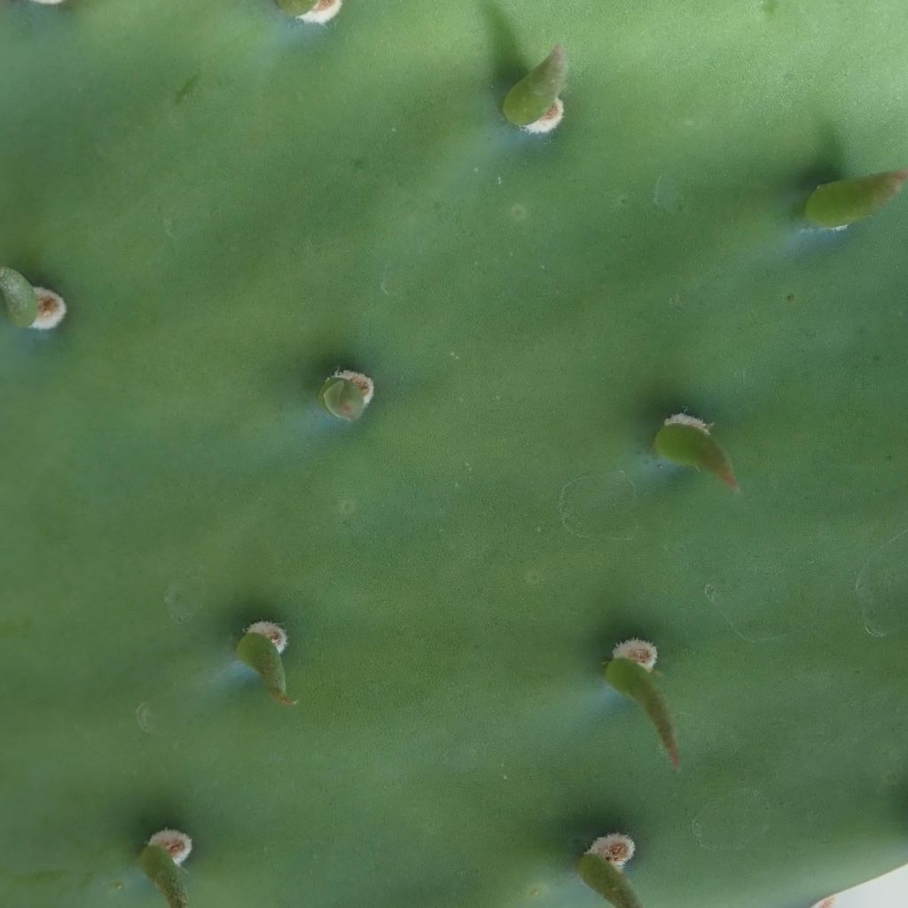 Opuntia laevis - Prickly Pear