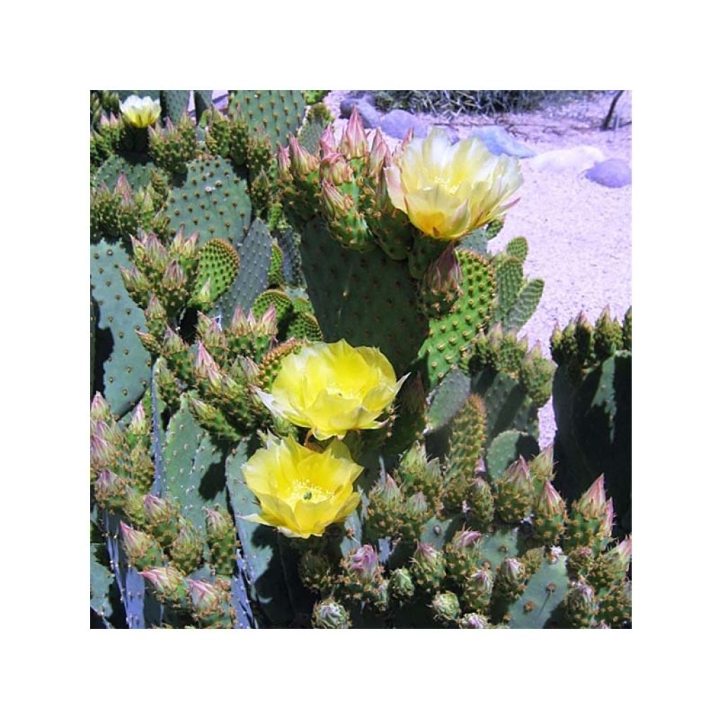 Opuntia lubrica - Prickly Pear