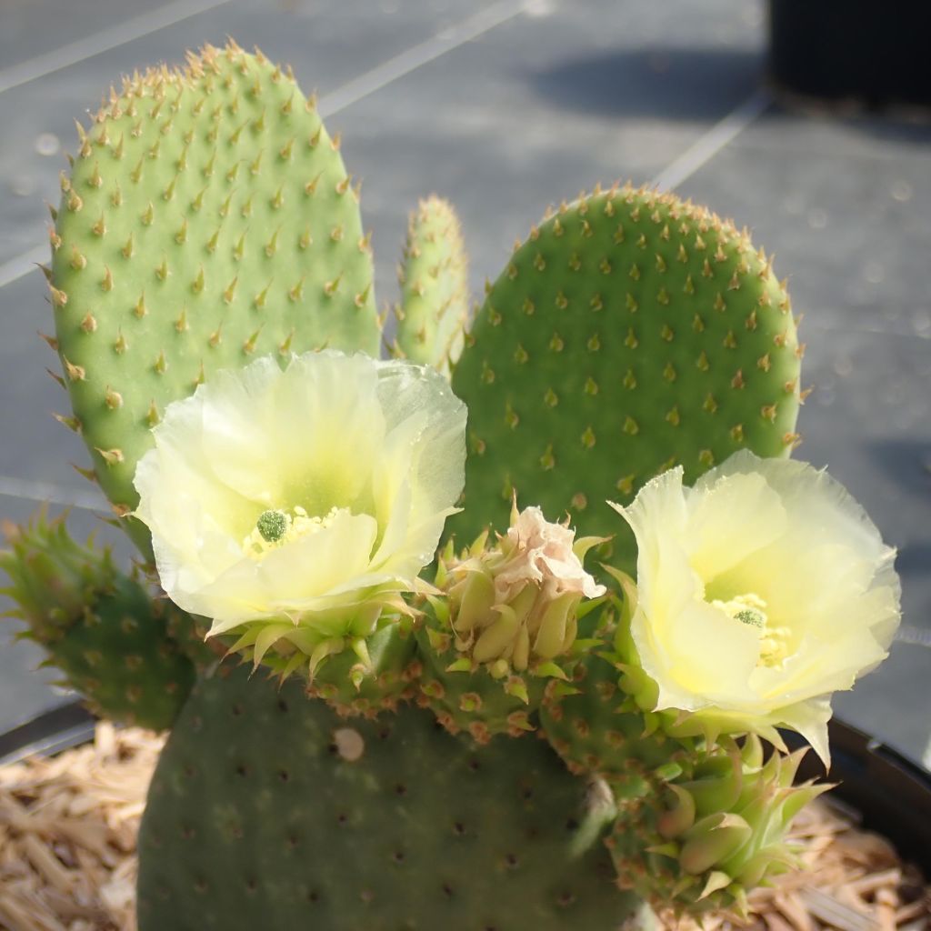 Opuntia microdasys Caress - Prickly Pear