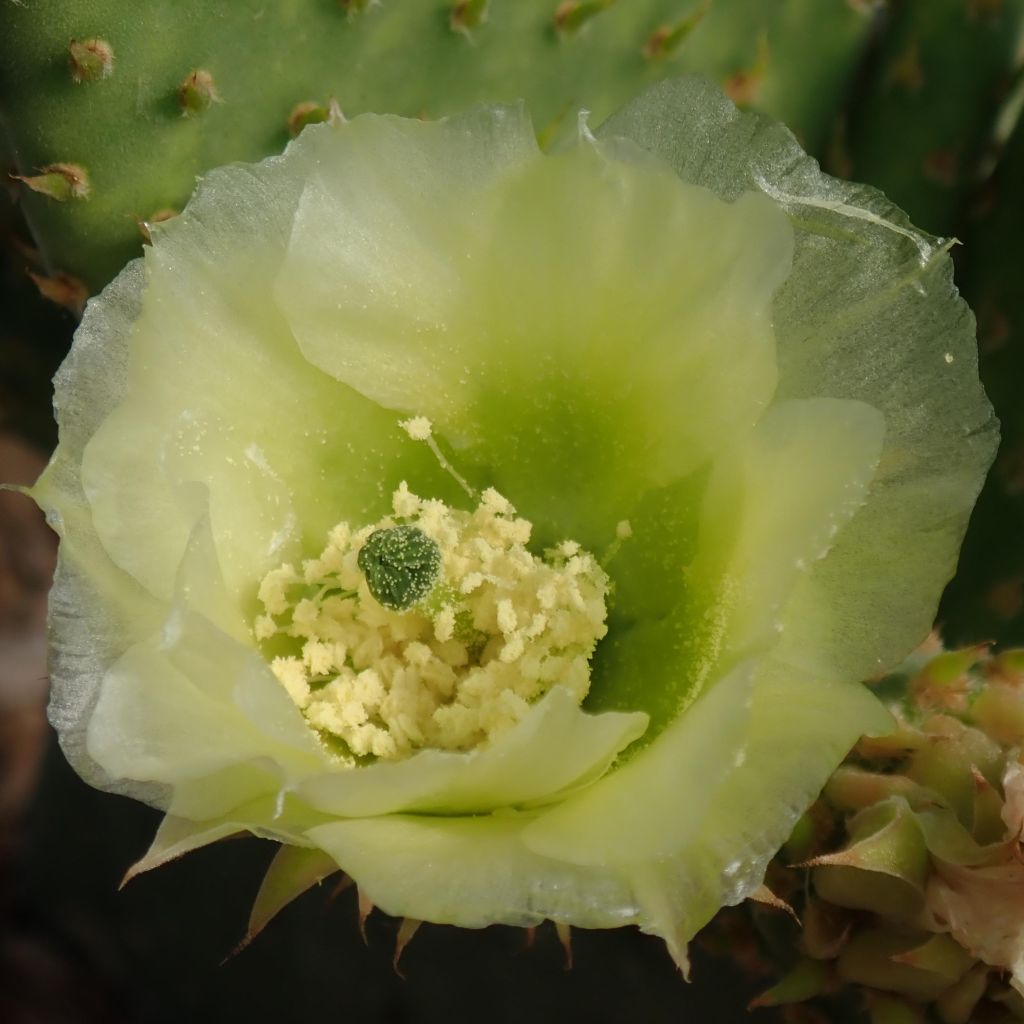 Opuntia microdasys Caress - Prickly Pear