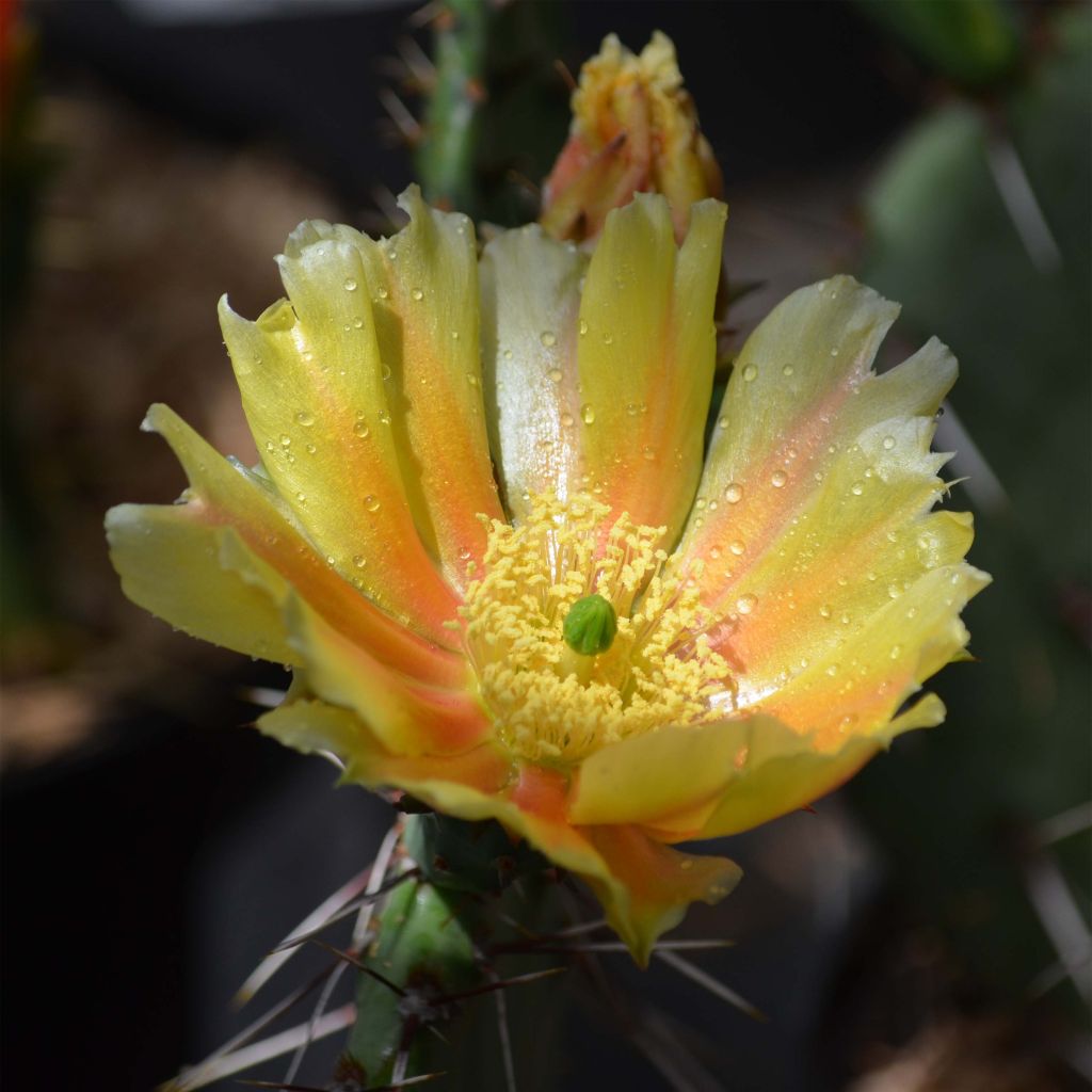 Opuntia phaeacantha Mojavensis - Prickly Pear