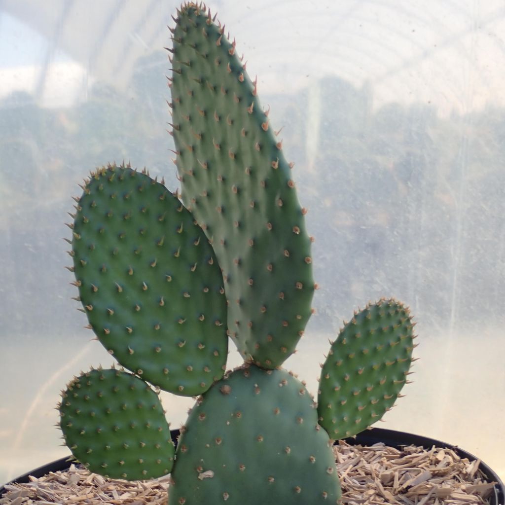 Opuntia rufida - Prickly Pear