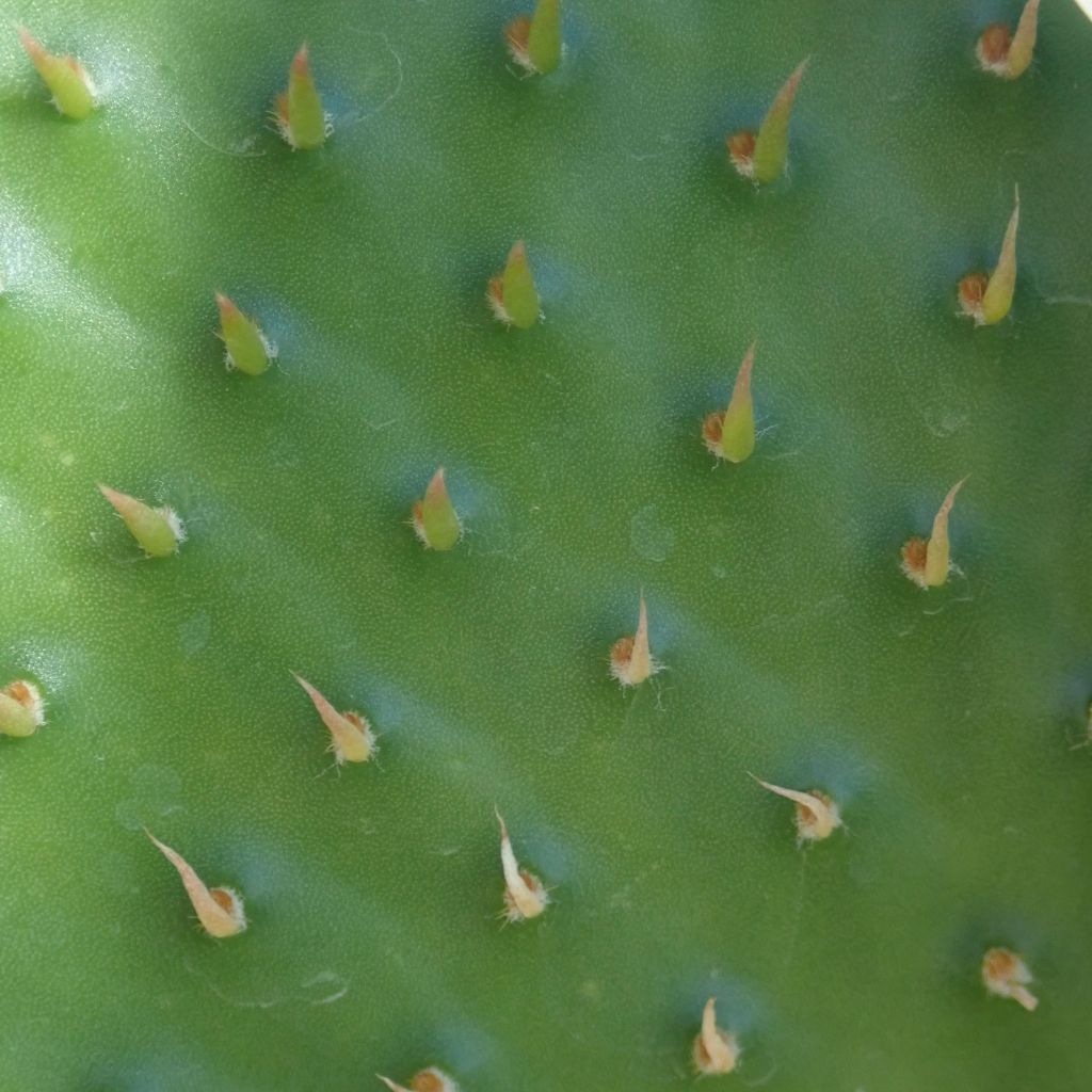 Opuntia rufida - Prickly Pear