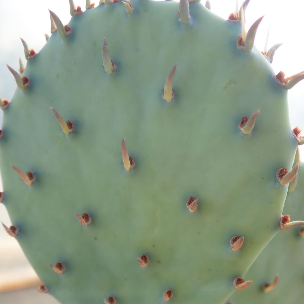 Opuntia sanguinicola - Prickly Pear