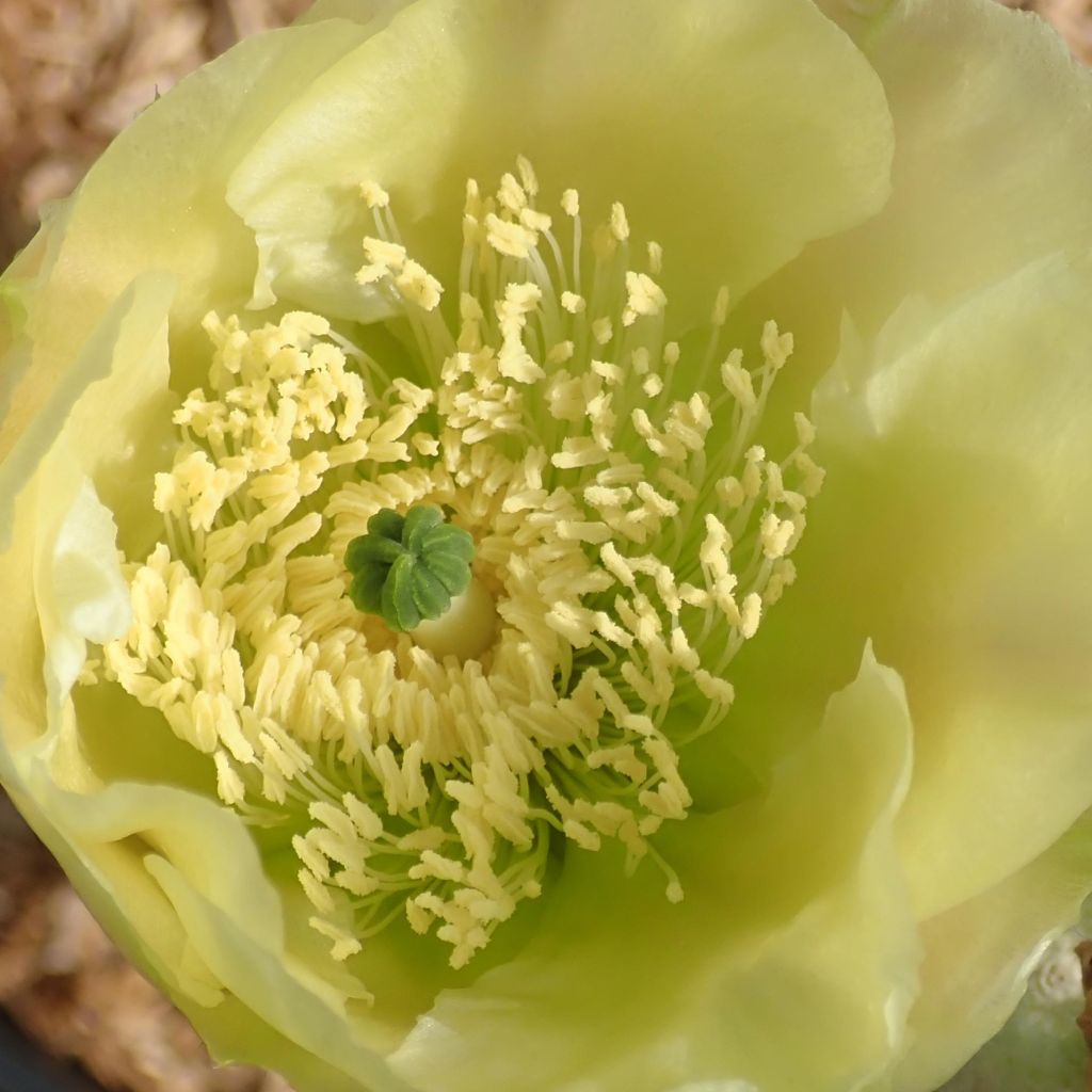 Opuntia scheeri - Prickly Pear