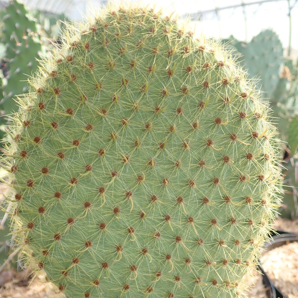 Opuntia scheeri - Prickly Pear