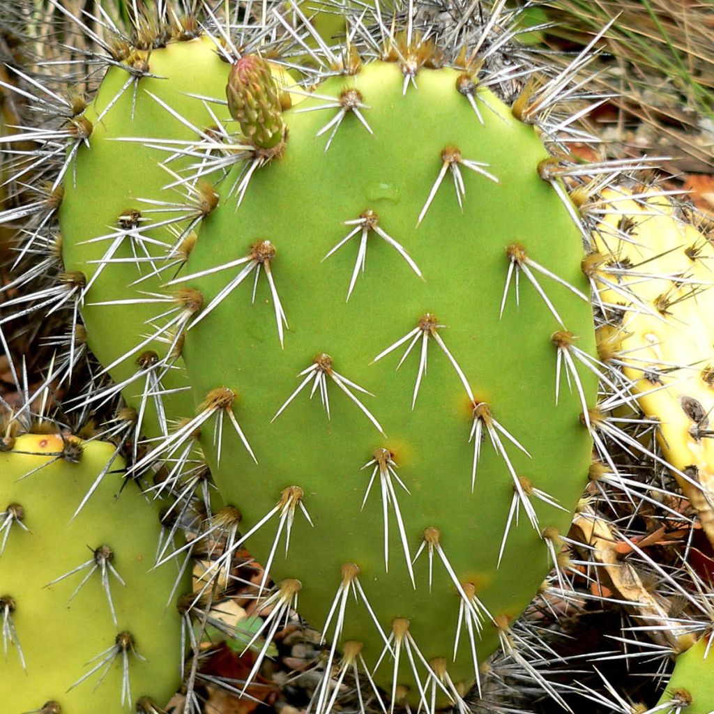 Opuntia semispinosa - Prickly Pear