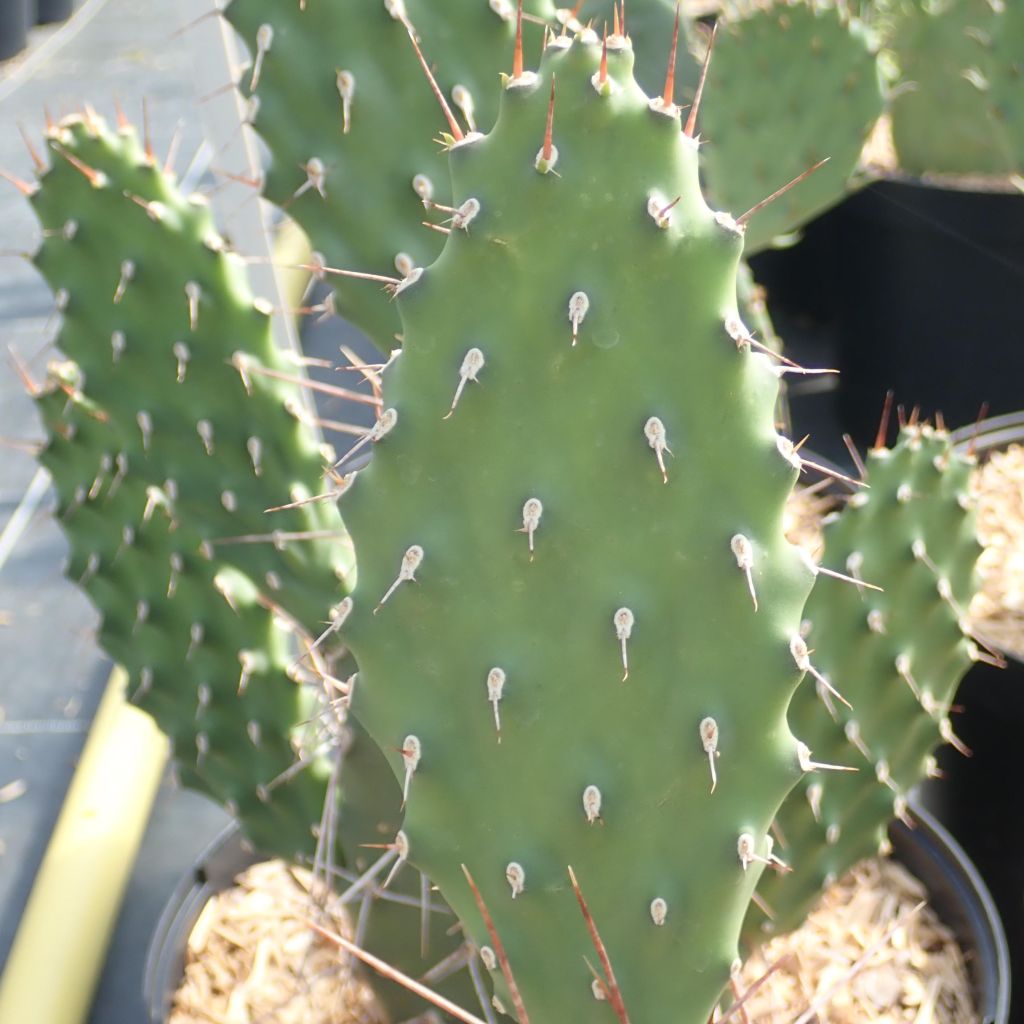 Opuntia sulfurea - Prickly Pear