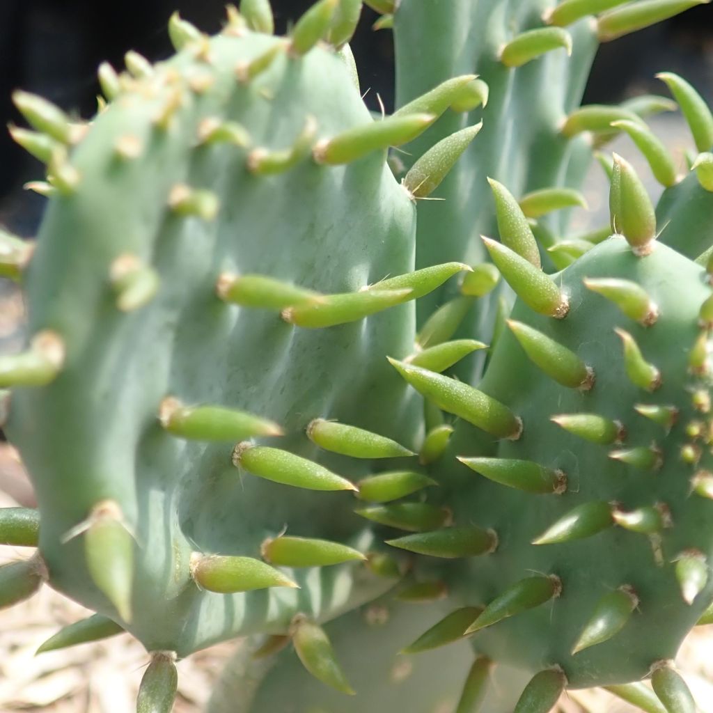 Opuntia tapana - Prickly Pear