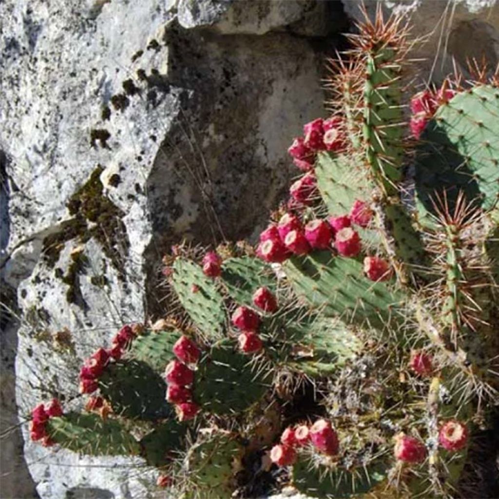 Opuntia zuniensis - Prickly Pear