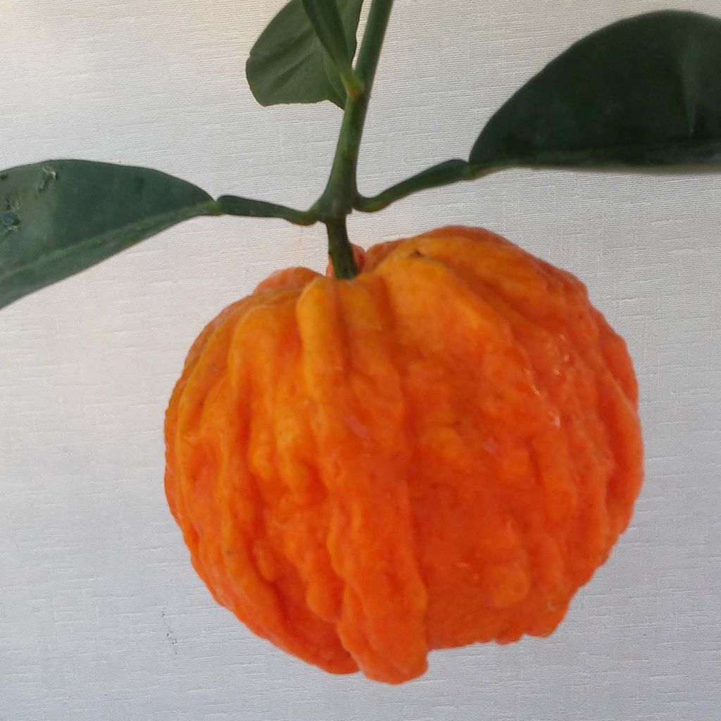 Citrus Corrugata - Bitter Orange