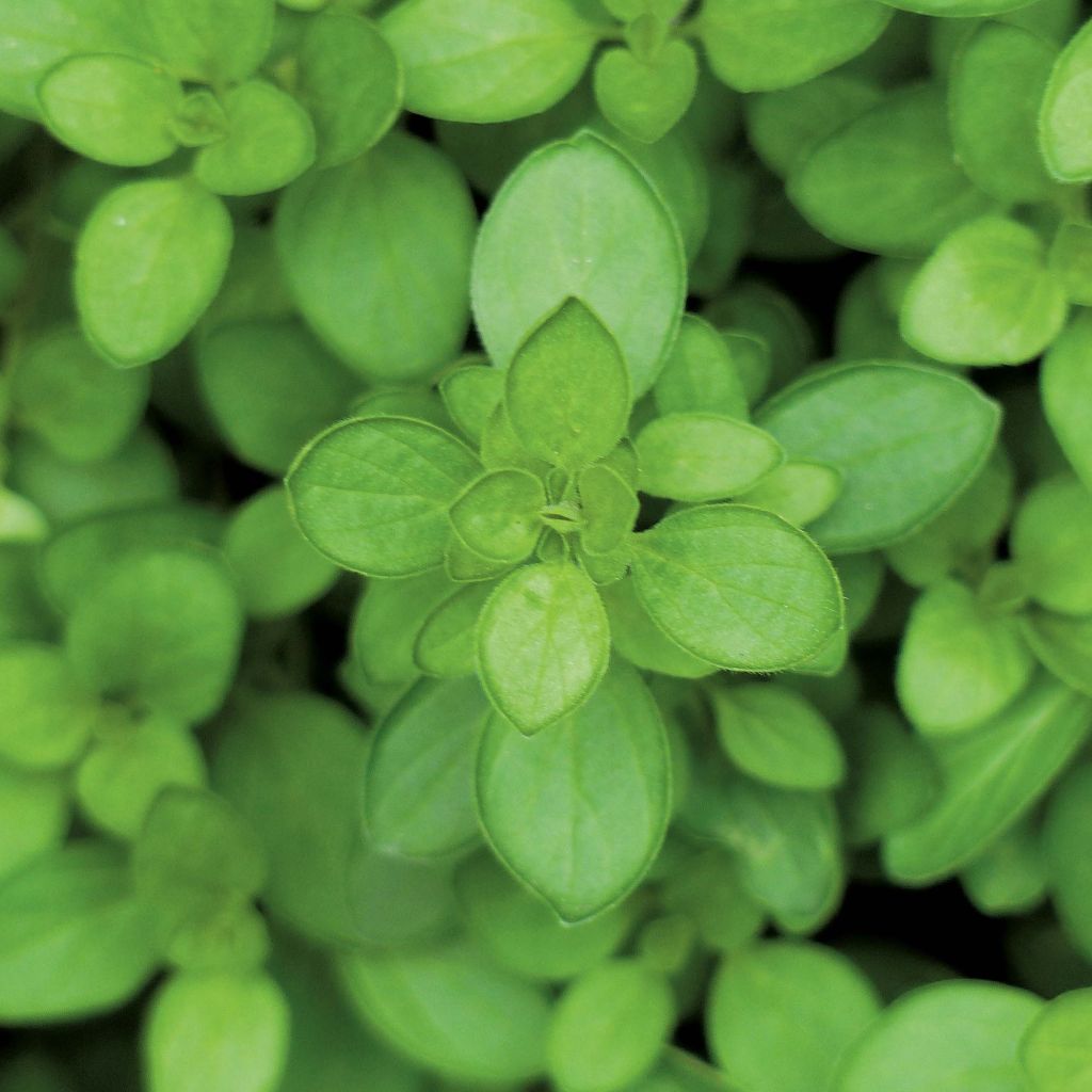 Origanum vulgare Hot and Spicy Plug bio - Oregano