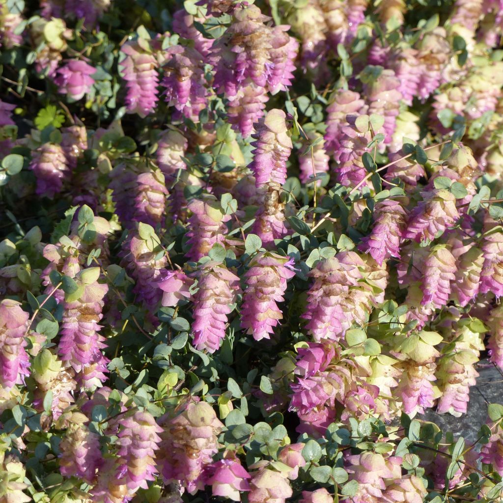 Origanum rotundifolium Kent Beauty - Oregano