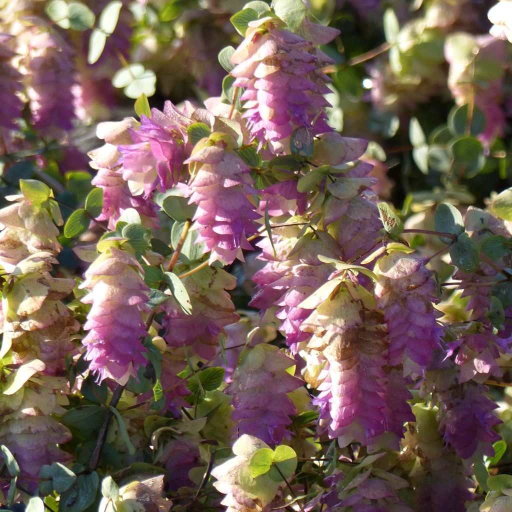 Origanum rotundifolium Kent Beauty - Oregano