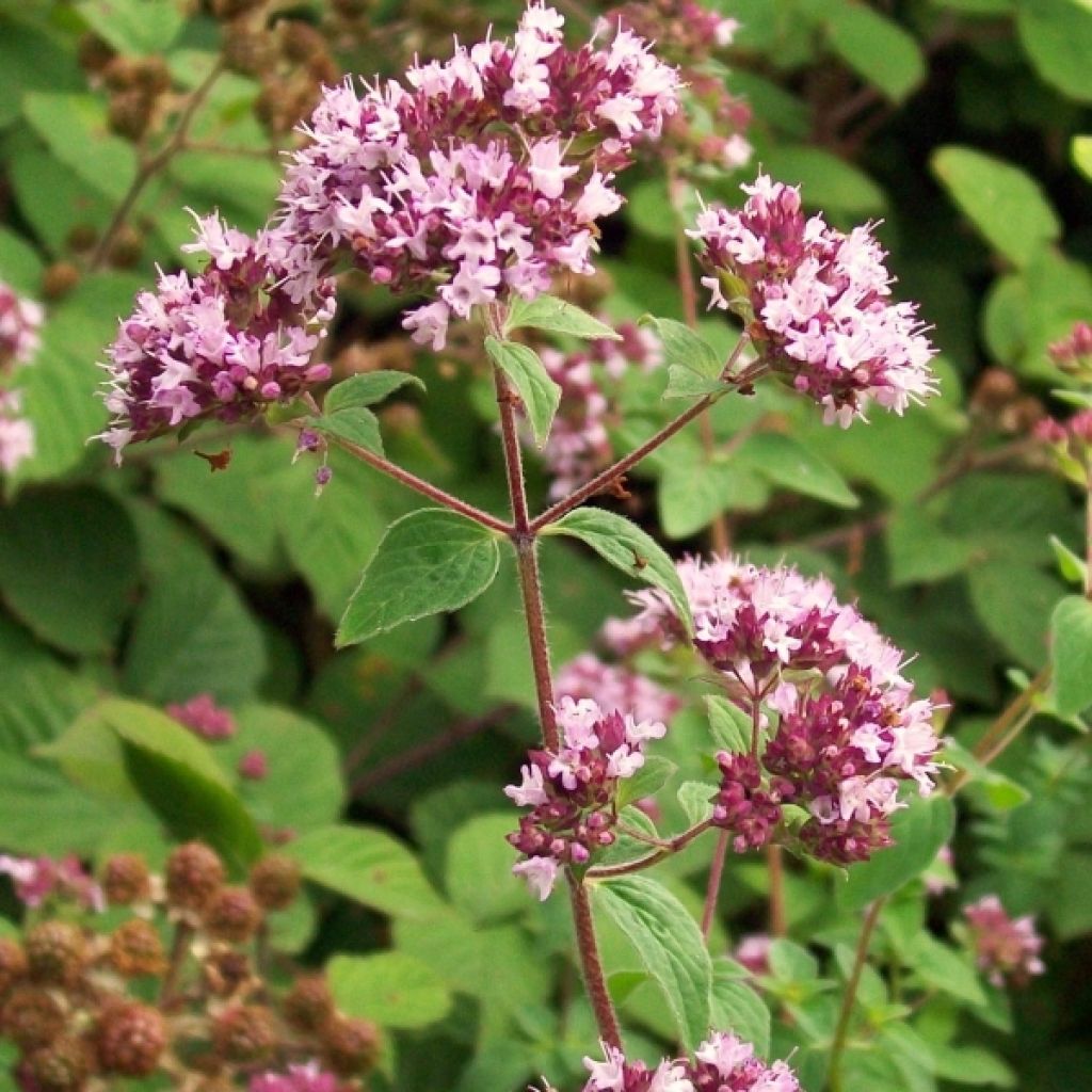 Origanum vulgare Compactum Plug bio - Oregano