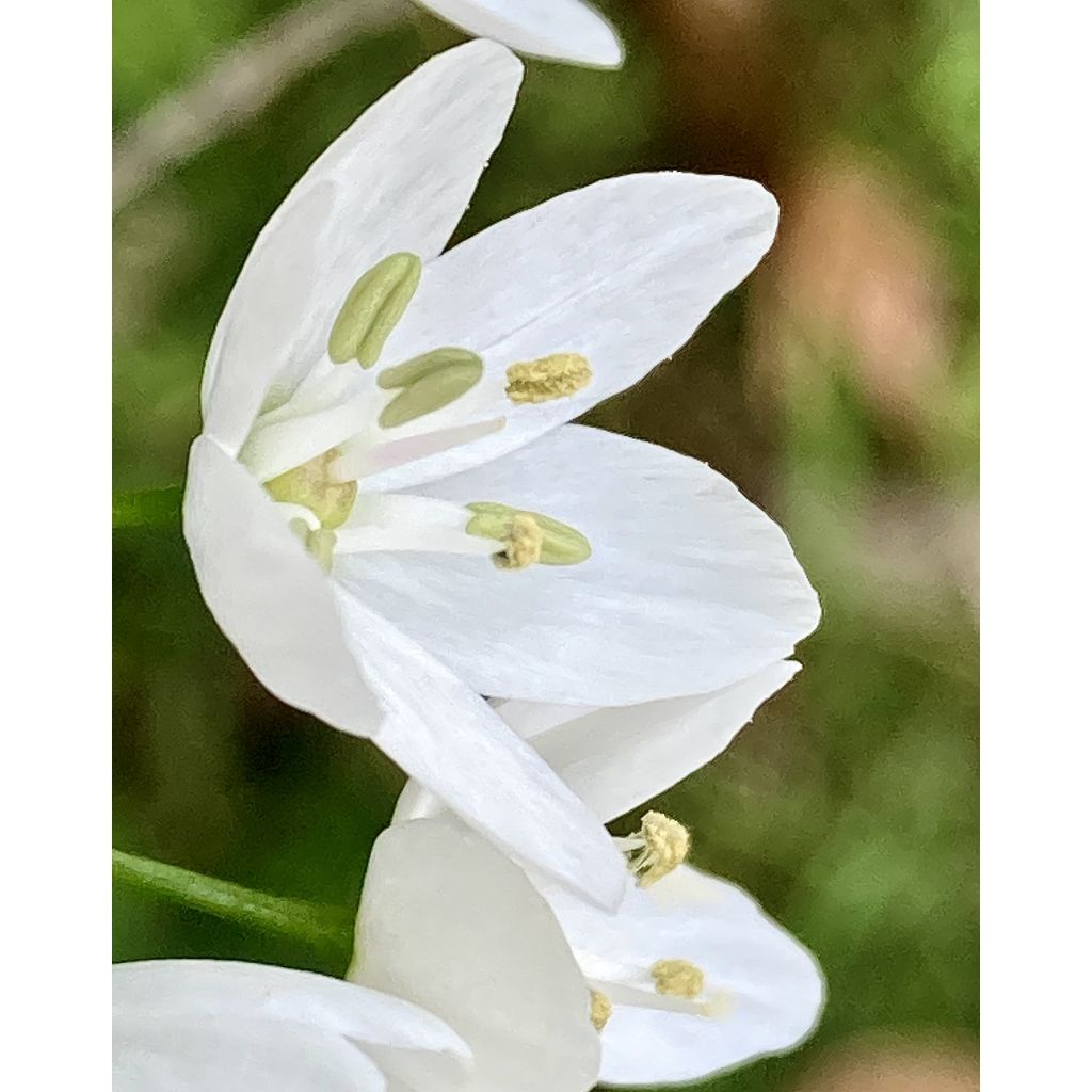 Ornithogalum balansae