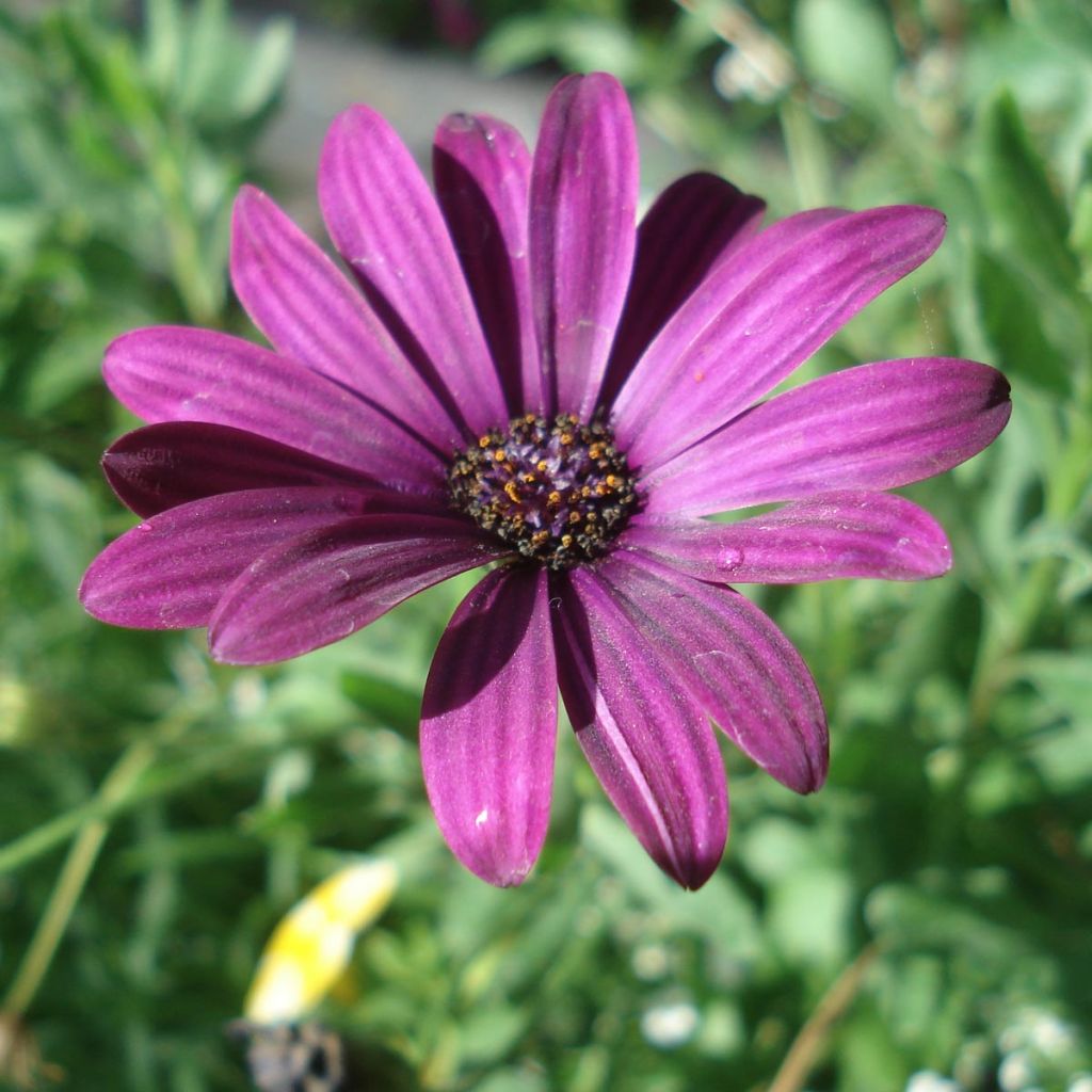 Osteospermum Cape Daisy Mary