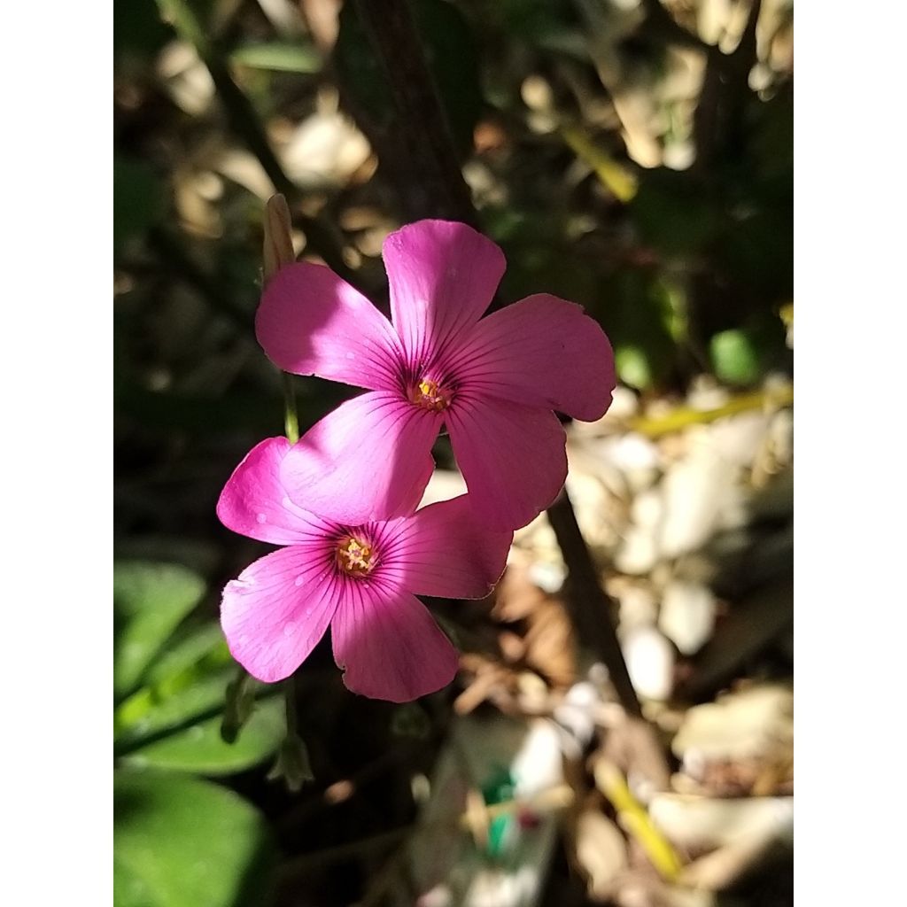 Oxalis deppei