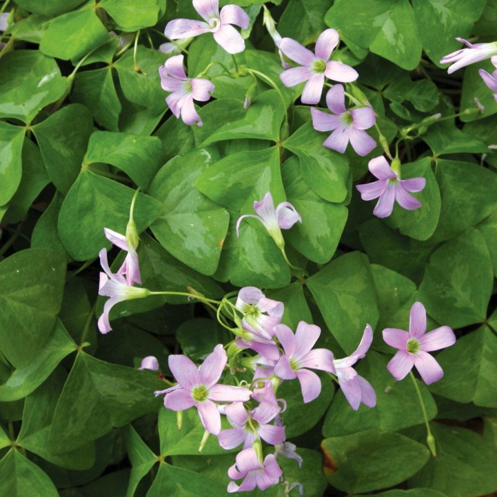 Oxalis triangularis 'Fanny'