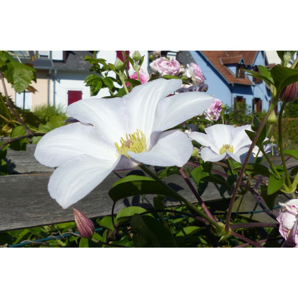 Clematis x viticella Huldine