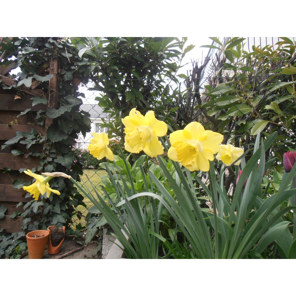 Narcissus Spellbinder - Daffodil