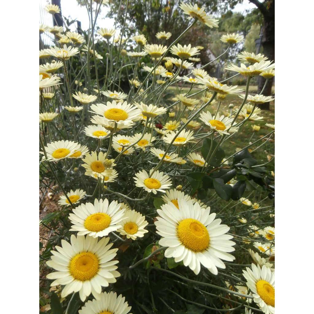 Anthemis tinctoria Wargrave Variety - Marguerite