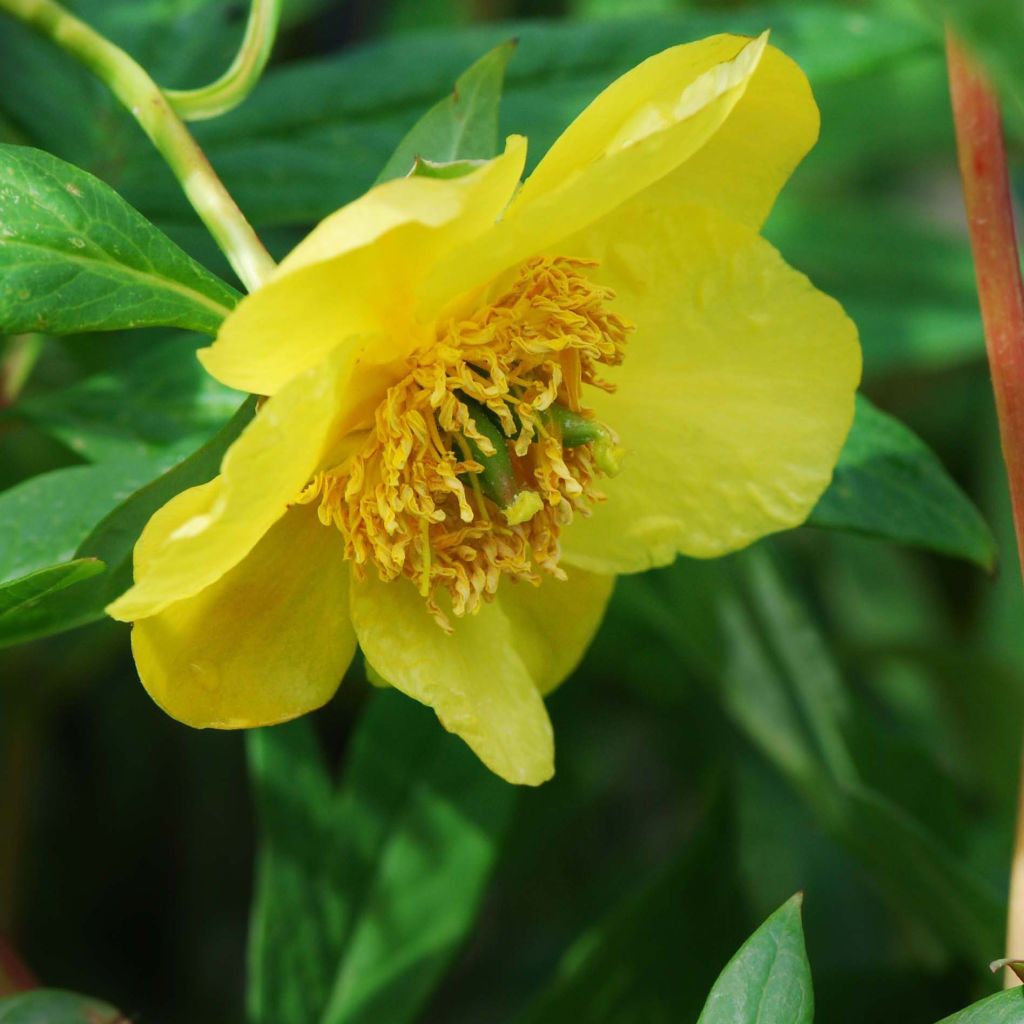 Paeonia delavayi var. lutea - Tree Peony