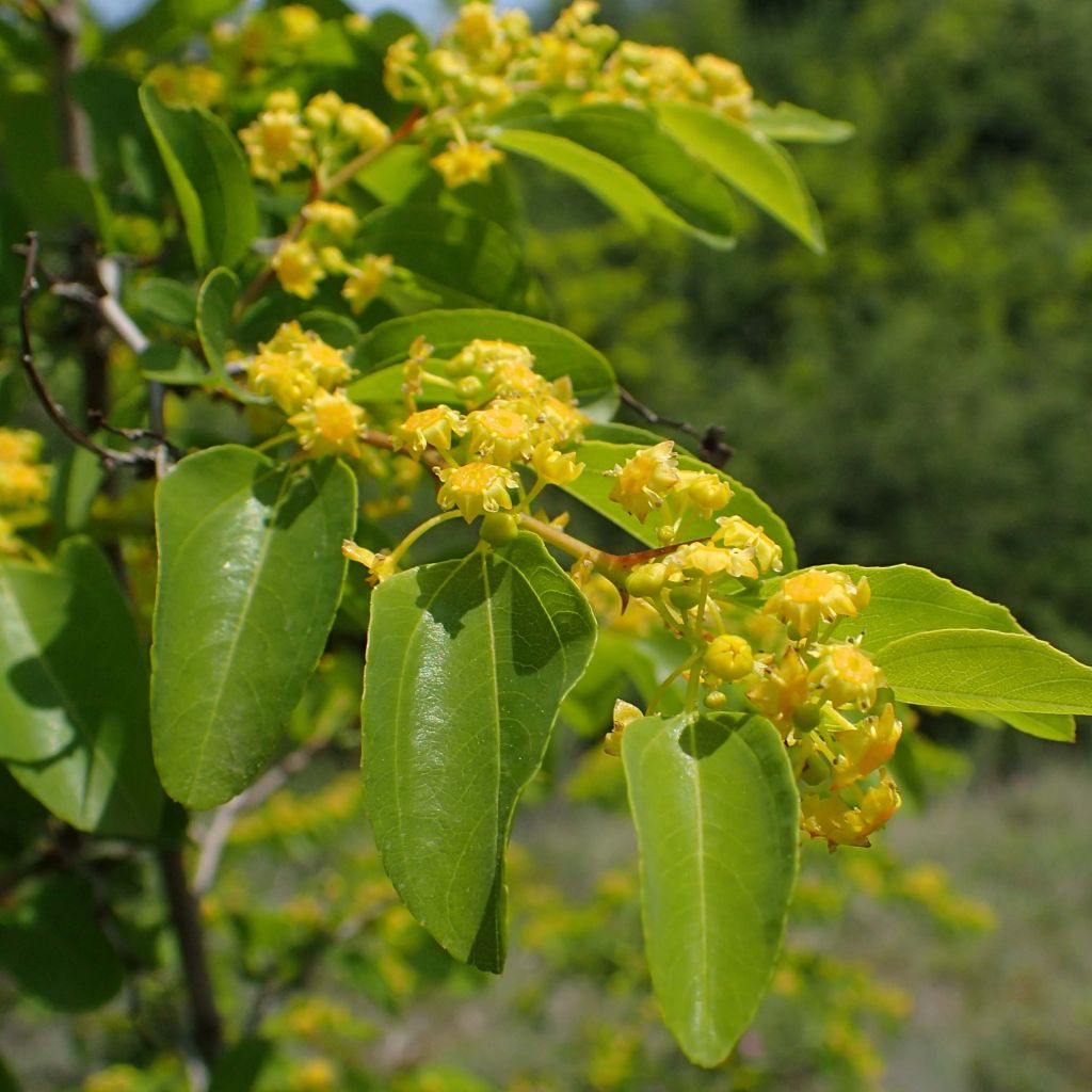 Paliurus spina-christi - Christ's Thorn