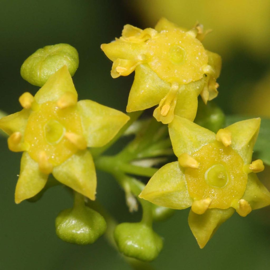 Paliurus spina-christi - Christ's Thorn