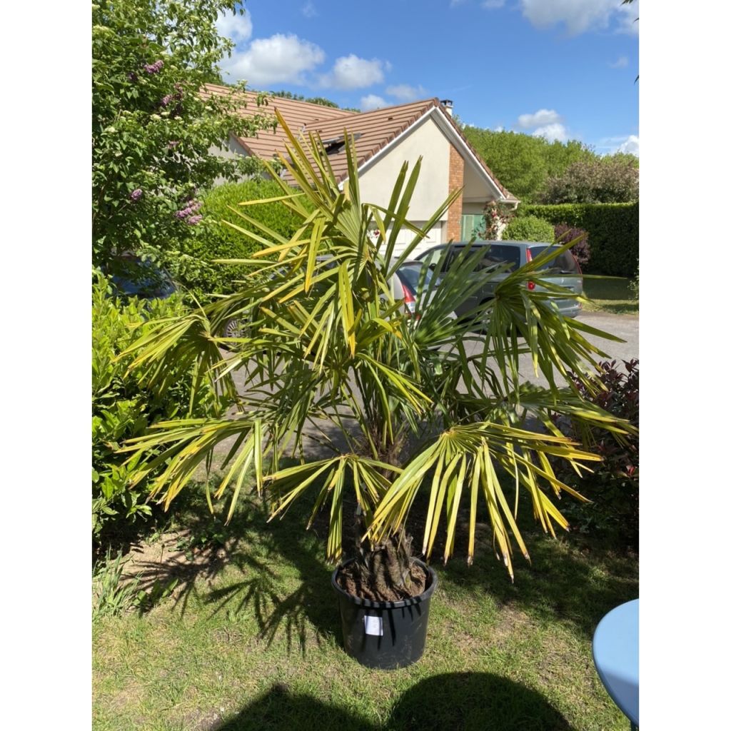 Trachycarpus fortunei - Chinese Windmill Palm