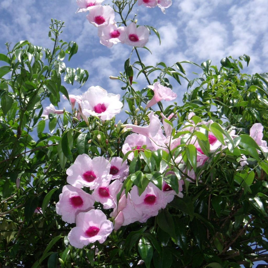 Pandorea jasminoïdes Rosa - Bignone faux jasmin