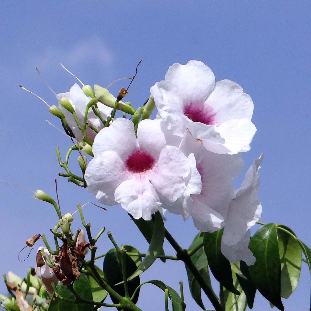 Pandorea jasminoïdes Alba - Bower Vine