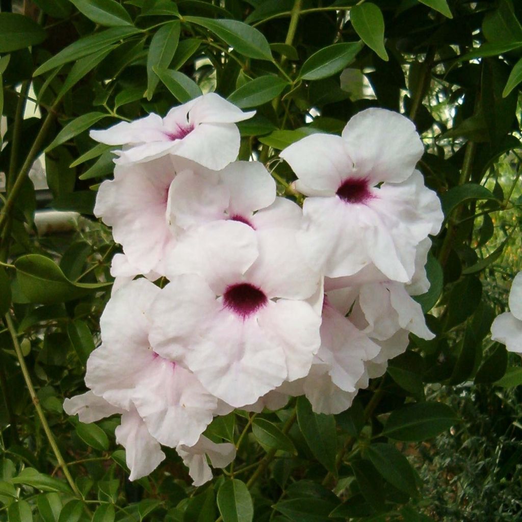 Pandorea jasminoïdes Alba - Bower Vine