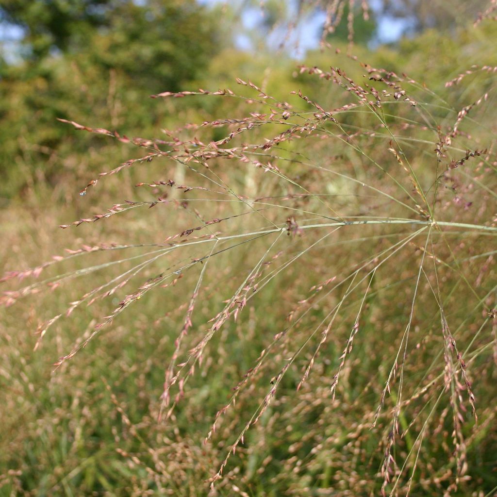 Panicum virgatum Rehbraun - Switchgrass