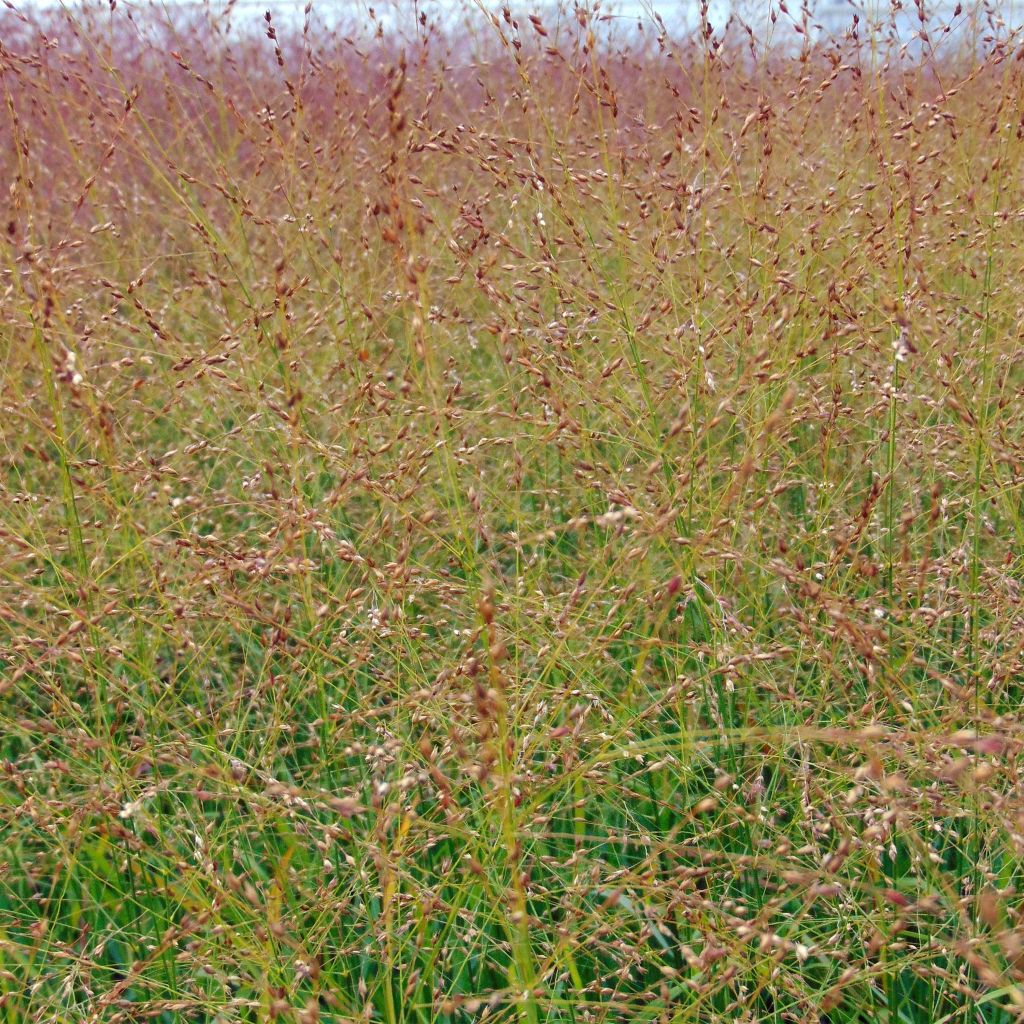 Panicum virgatum Rotstrahlbusch - Switchgrass