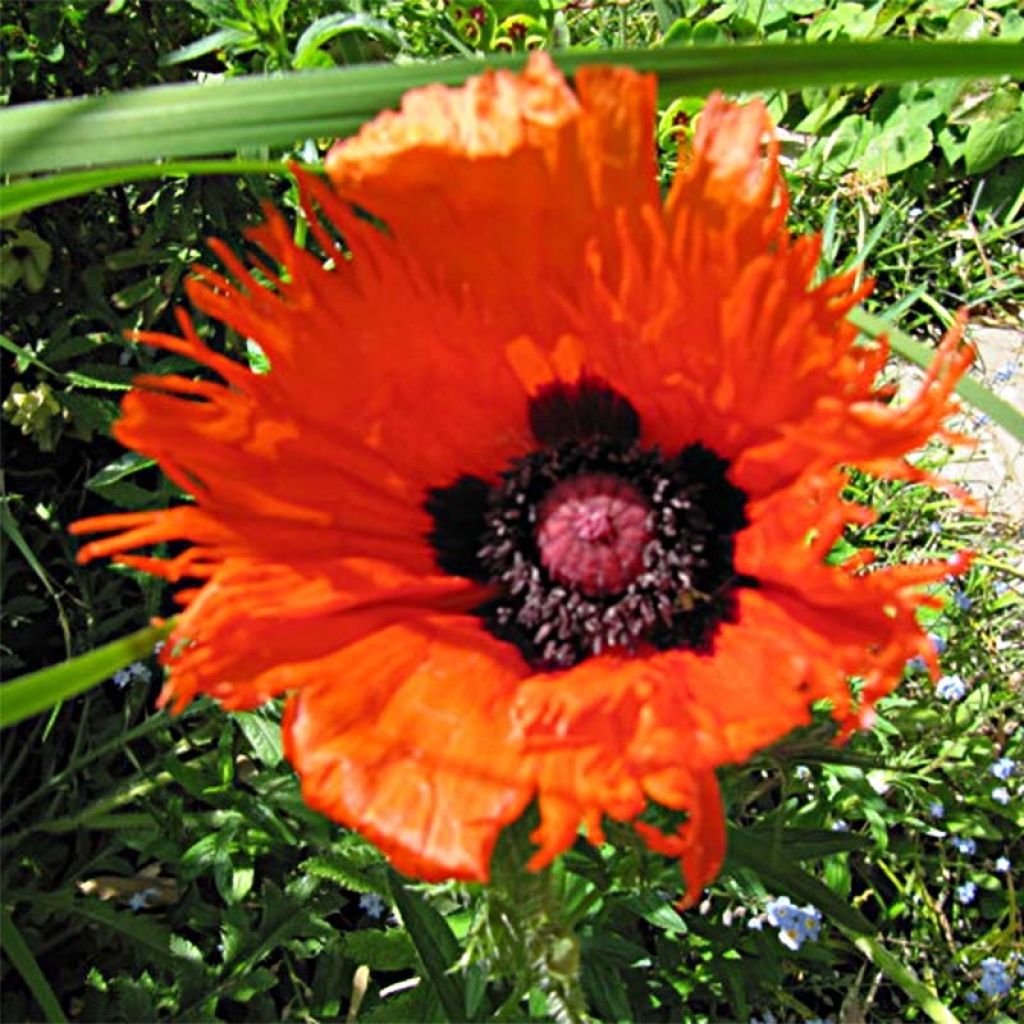 Papaver orientale Curlilocks - Oriental Poppy