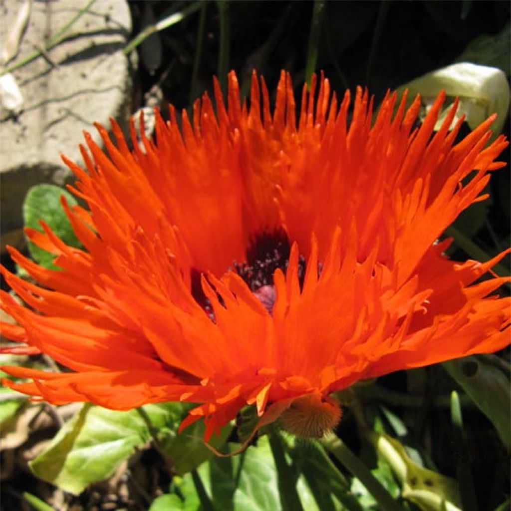 Papaver orientale Curlilocks - Oriental Poppy