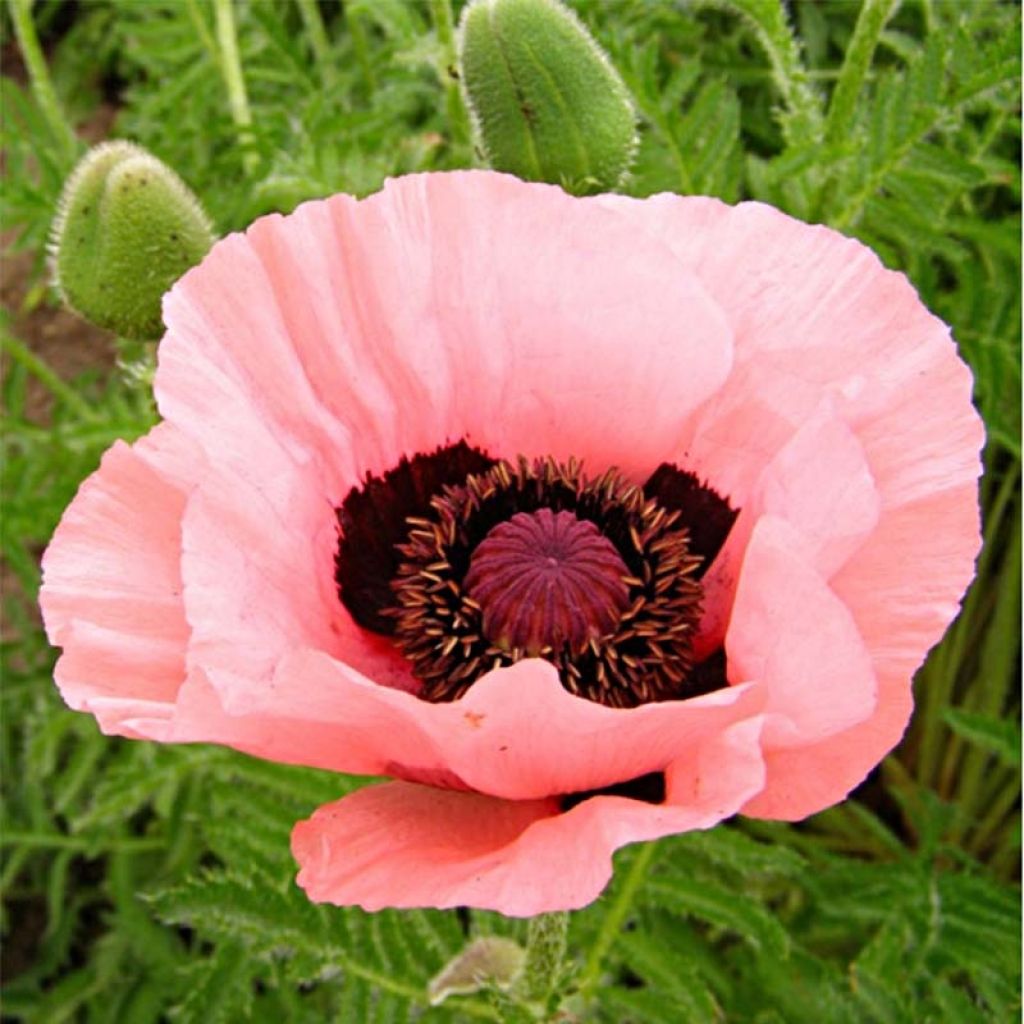 Papaver orientale Helen Elisabeth - Oriental Poppy